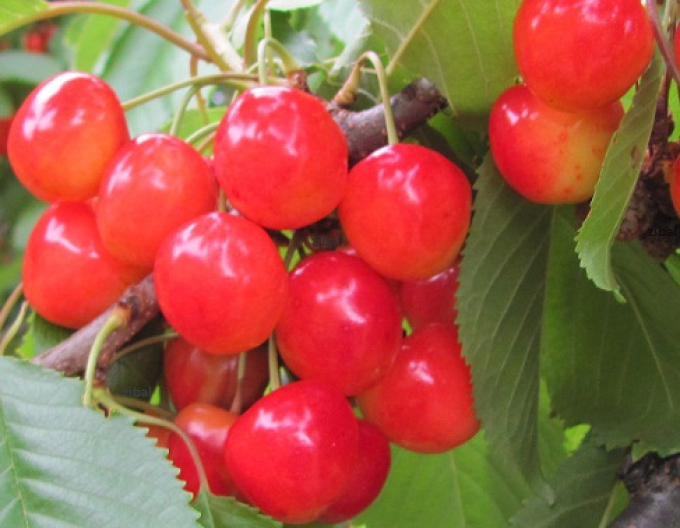 Višeň Královna Hortenzia, podn. Gisela5, kont. 5l