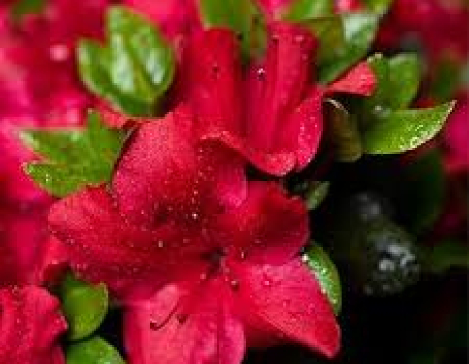 Azalka japonská Johana