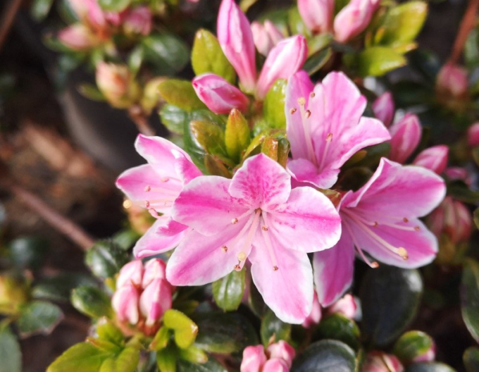 Azalka japonská Kermesina rose