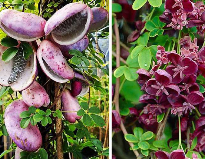 Akébie pětičetná