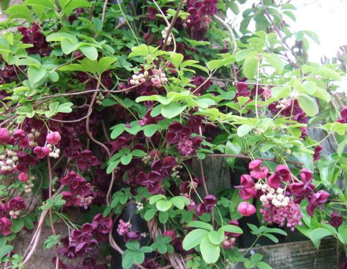 Akébie pětičetná