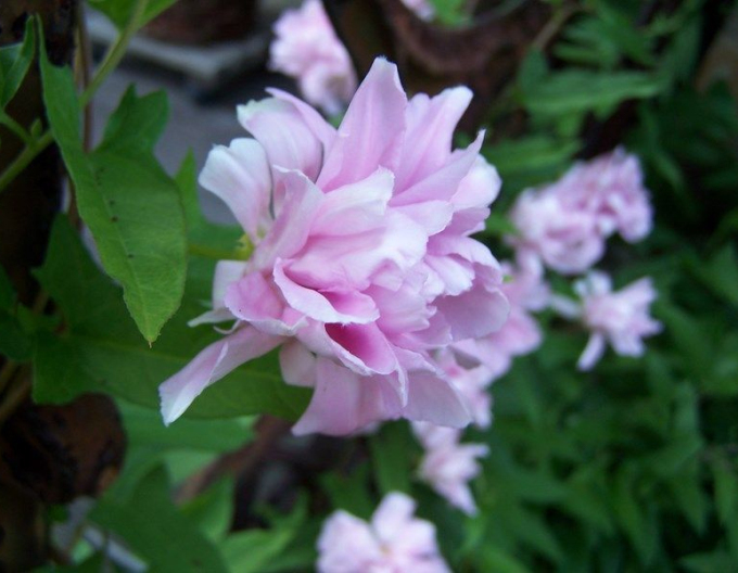 Opletník břečťanolistý ’Multiplex’