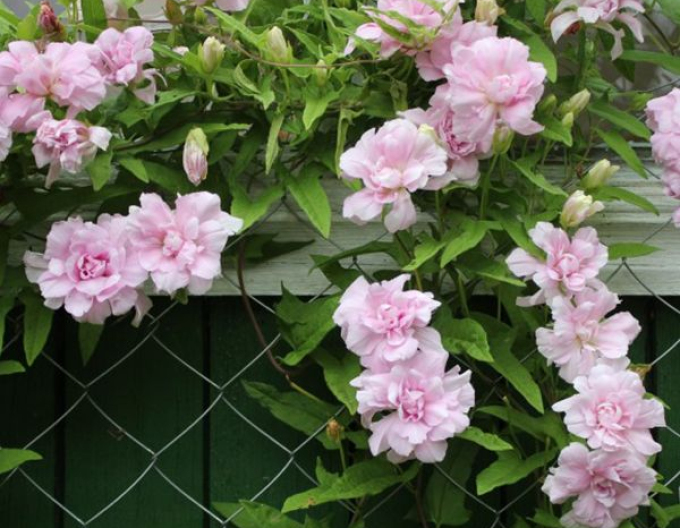 Opletník břečťanolistý ’Multiplex’