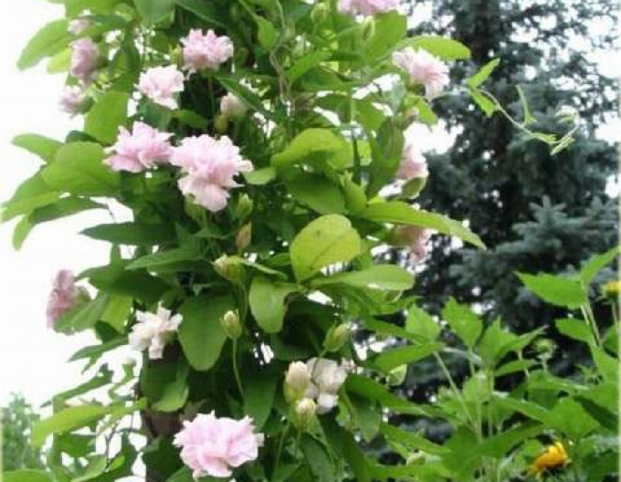 Opletník břečťanolistý ’Multiplex’