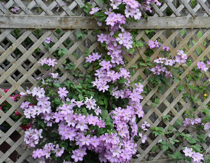 Clematis ´Comtesse de Bouchaud´