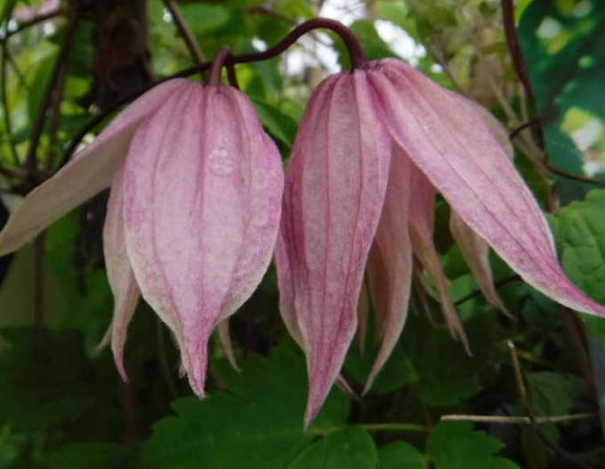 Clematis Pink Swing