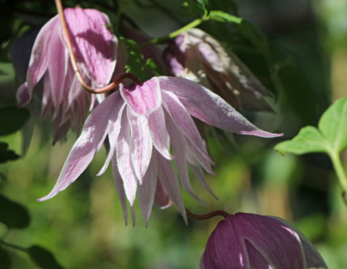 Clematis Pink Swing