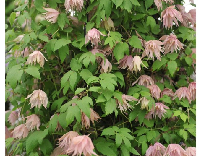 Clematis Pink Swing