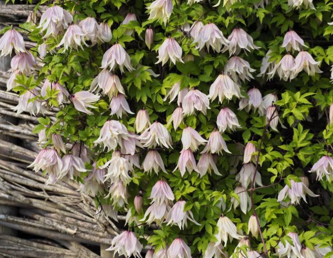 Clematis Pink Swing