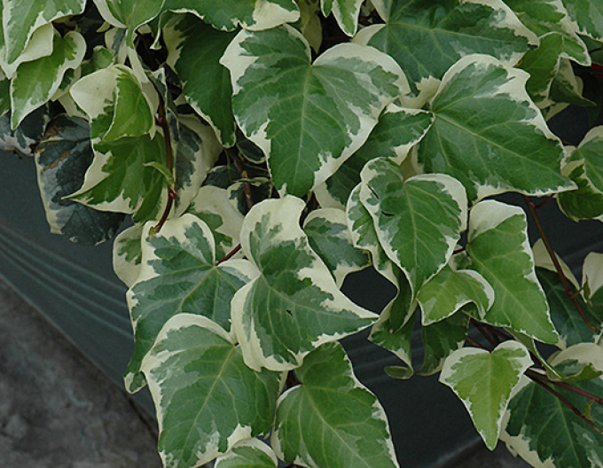 Břečťan alžírský Gloire de Marengo