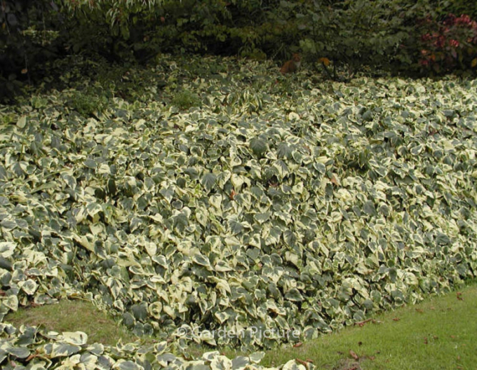 Břečťan alžírský Gloire de Marengo