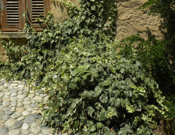 Břečťan alžírský Gloire de Marengo