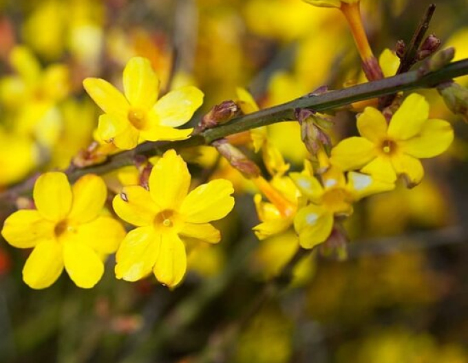 Jasmín Argenteomarginatum