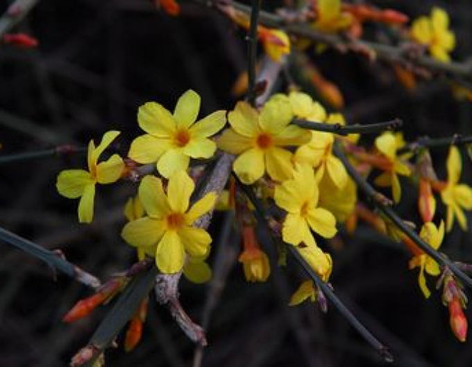 Jasmín Argenteomarginatum