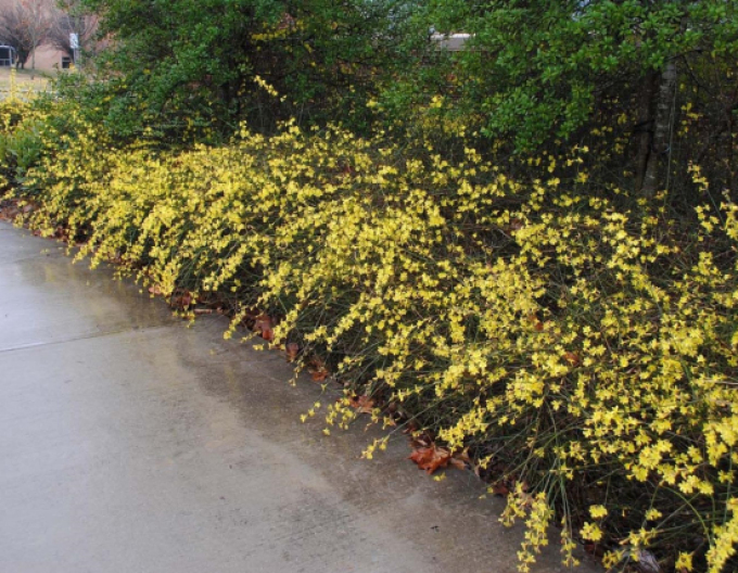 Jasmín Argenteomarginatum