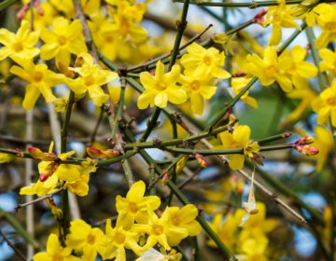 Jasmín Argenteomarginatum