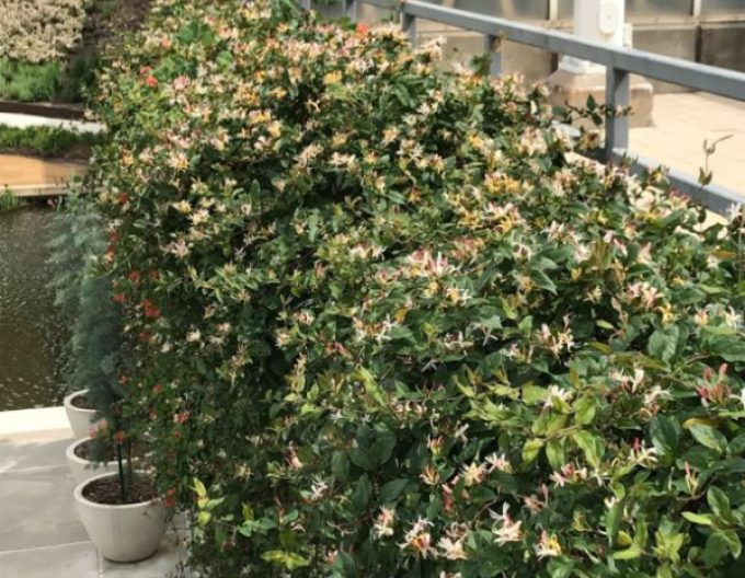 Zimolez japonský Purpurea