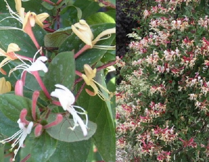 Zimolez japonský Purpurea