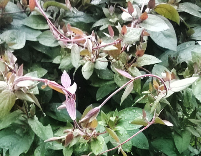 Zimolez japonský Purpurea