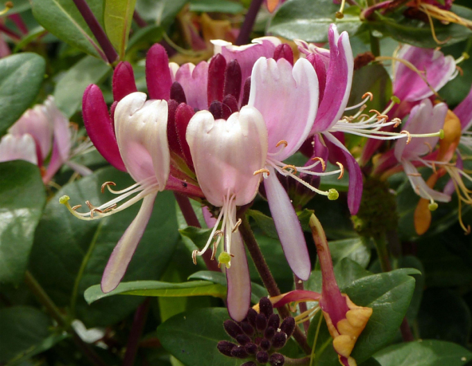 Zimolez ovíjivý Serotina