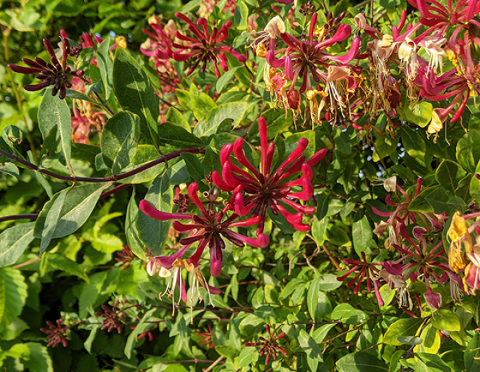 Zimolez ovíjivý Serotina