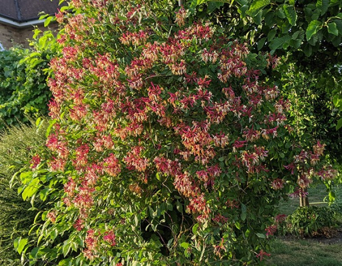 Zimolez ovíjivý Serotina