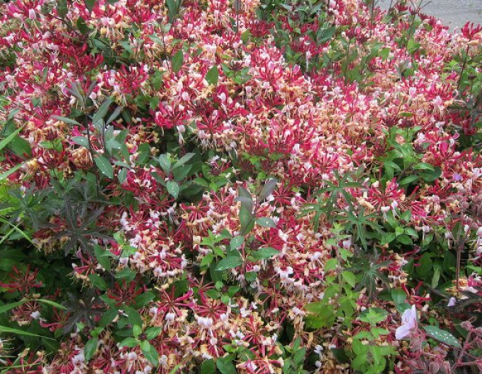 Zimolez ovíjivý Serotina