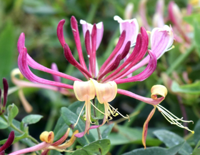 Zimolez ovíjivý Serotina