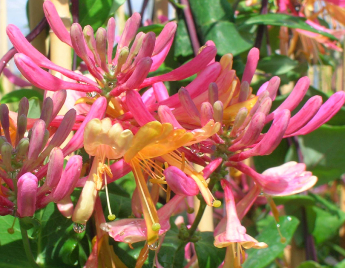 Zimolez heckrotii ´American Beauty´