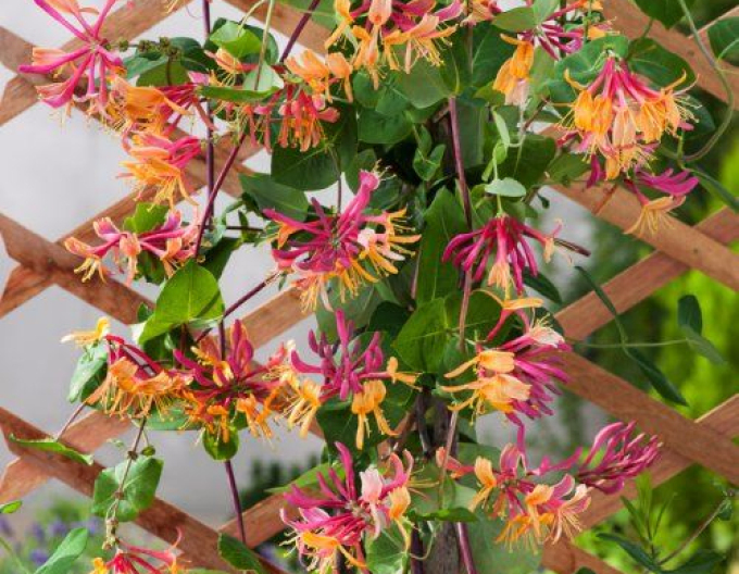 Zimolez heckrotii ´American Beauty´