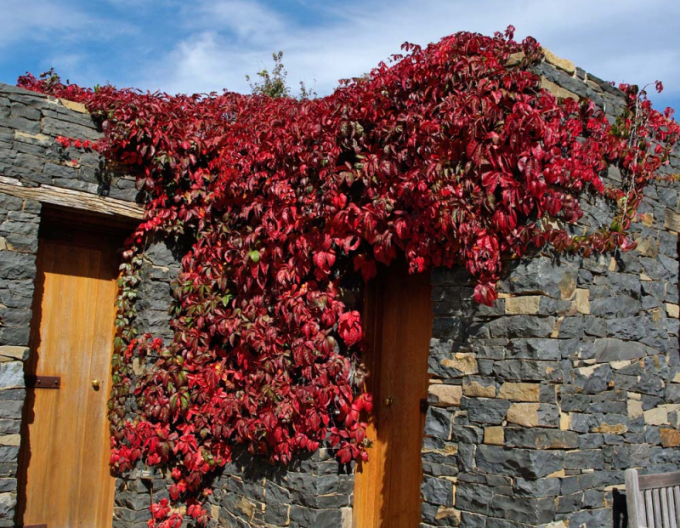 Přísavník pětilistý, loubinec