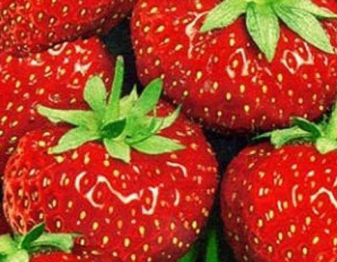 Jahodník jednouplodící ’Senga Sengana’