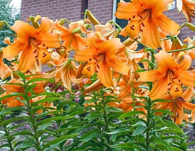 Lilie ´Orange Space´