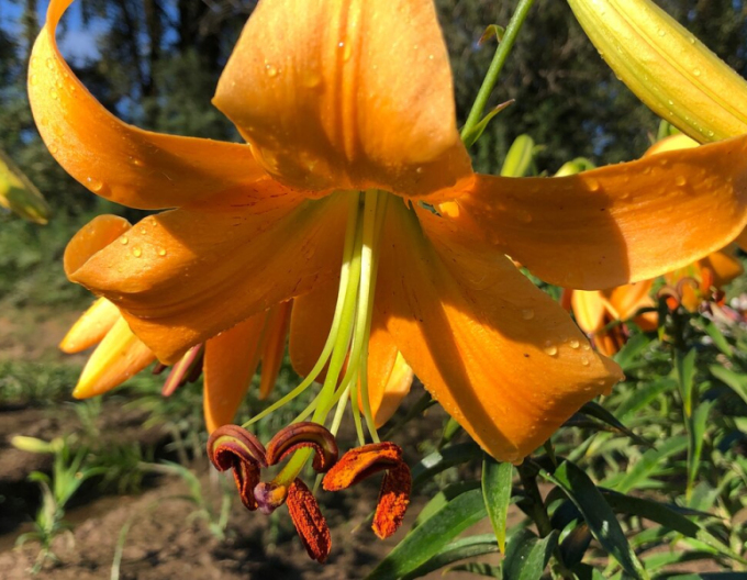 Lilie ´Orange Space´