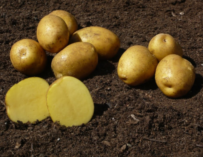 Sazenice brambor ´Sunita´ 5kg