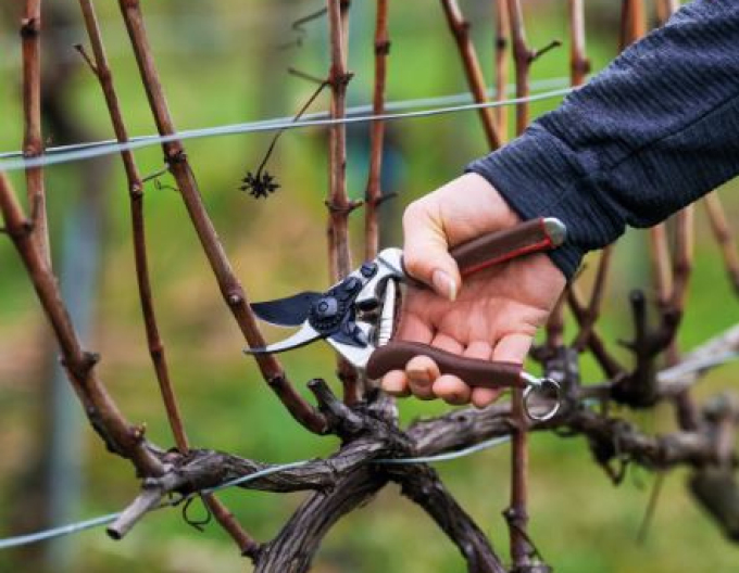 Zahradní nůžky FELCO 6 Elite