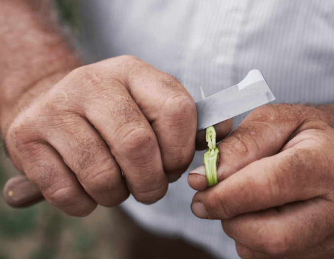 FELCO 512 Štěpařský nůž