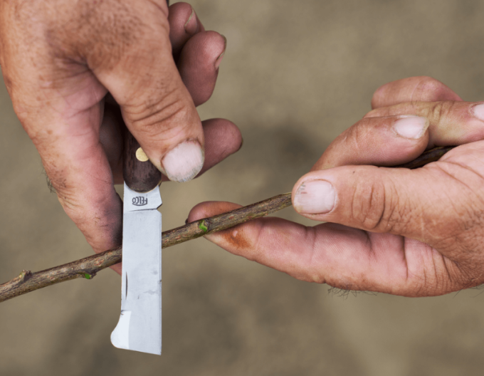 FELCO 512 Štěpařský nůž