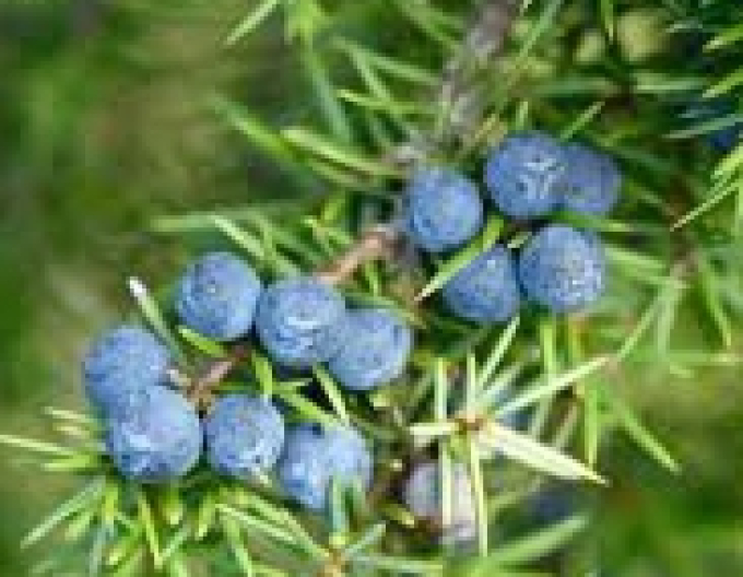 Jalovec obecný (Juniperus communis)