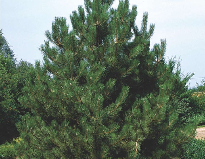 Borovice černá (Pinus nigra)