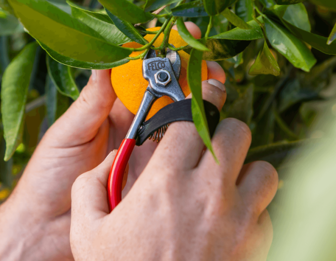 FELCO 330 Nůžky na ovoce