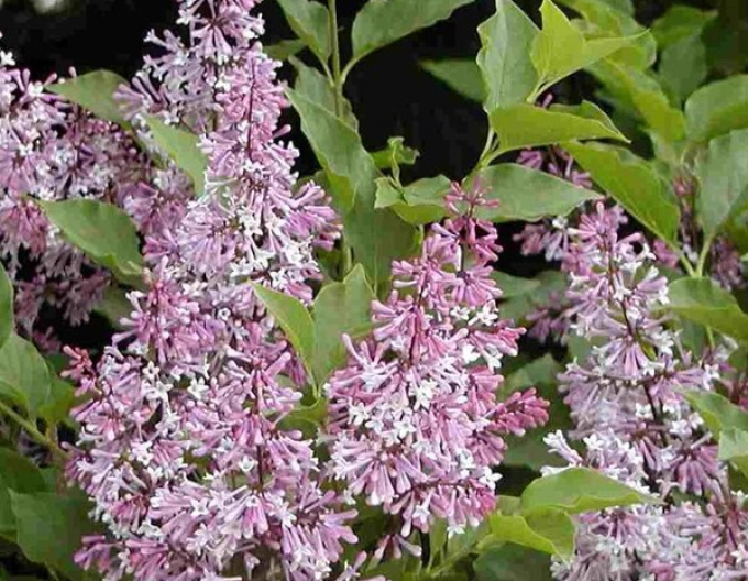 Šeřík rozkladitý ´Miss Kim´