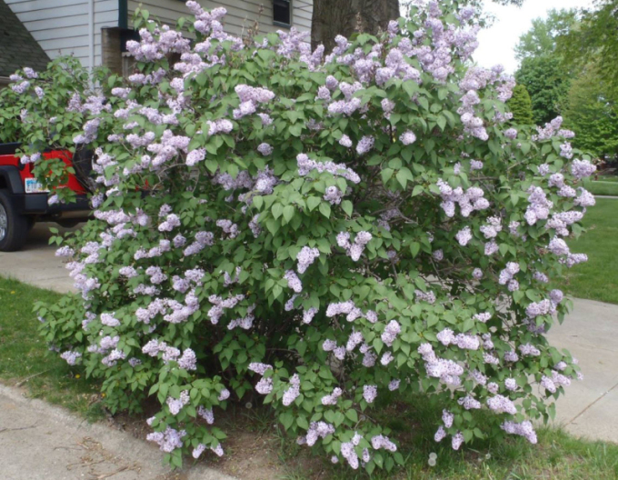 Šeřík rozkladitý ´Miss Kim´