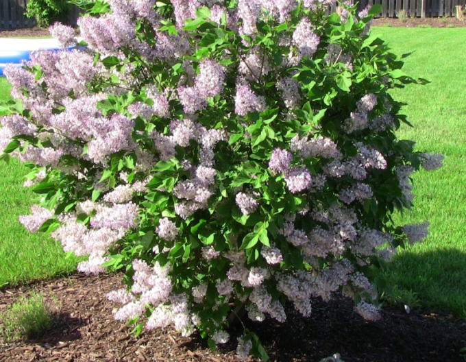 Šeřík rozkladitý ´Miss Kim´