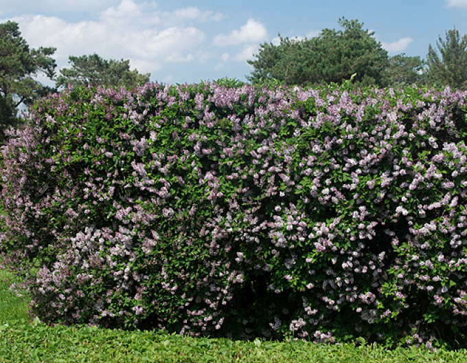 Šeřík rozkladitý ´Miss Kim´