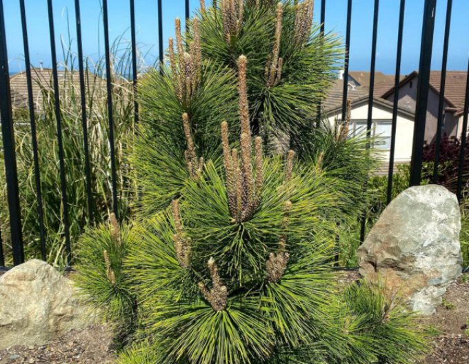 Borovice thunbergová Thunderhead