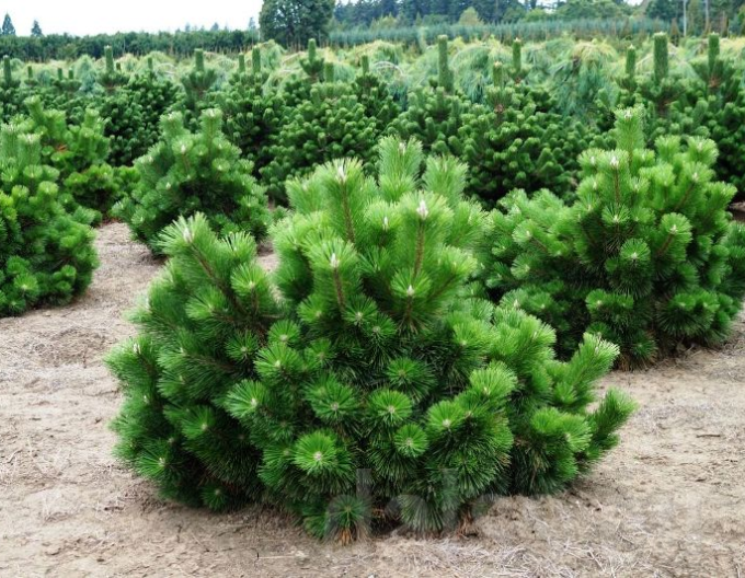 Borovice thunbergová Thunderhead