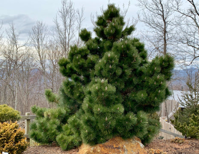 Borovice thunbergová Thunderhead