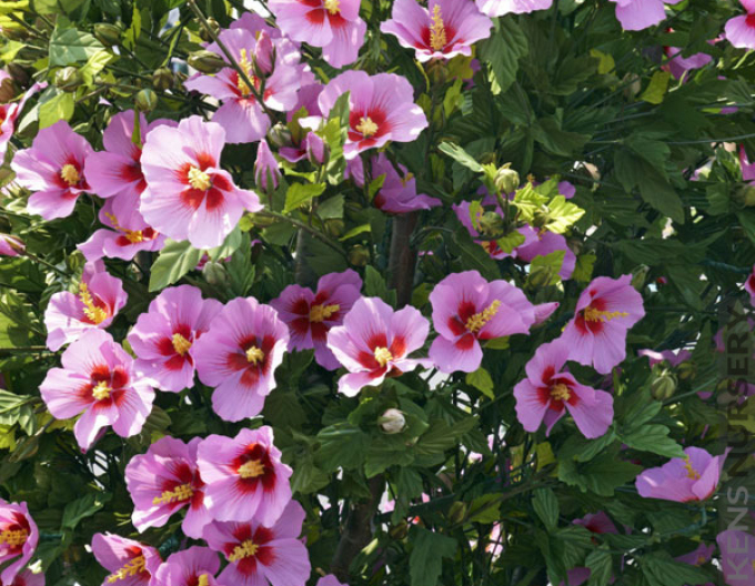 Syrský ibišek Aphrodite