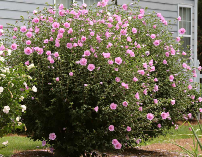 Syrský ibišek Aphrodite